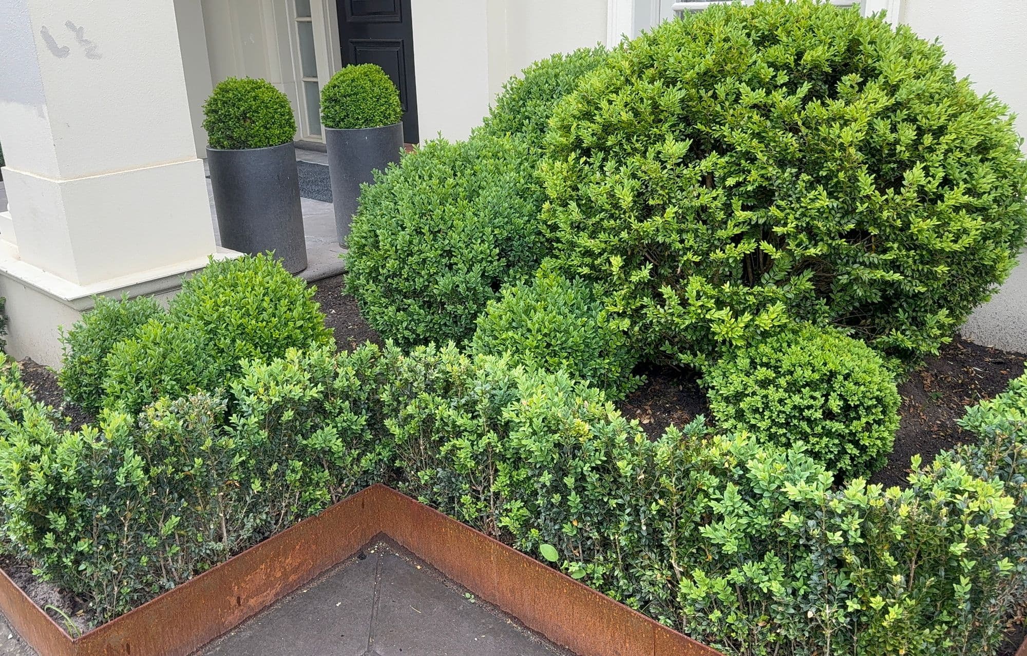 Formal buxus garden with clipped balls behind a zig-zag corten steel edge